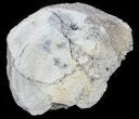 Fossil Brontotherium (Titanothere) Vertebrae - South Dakota #60652-1
